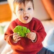 Lanco, gryzak Monstera Lanco, gryzak Monstera