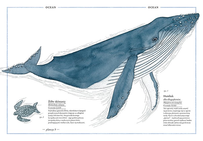 ILUSTROWANY INWENTARZ ZWIERZĄT